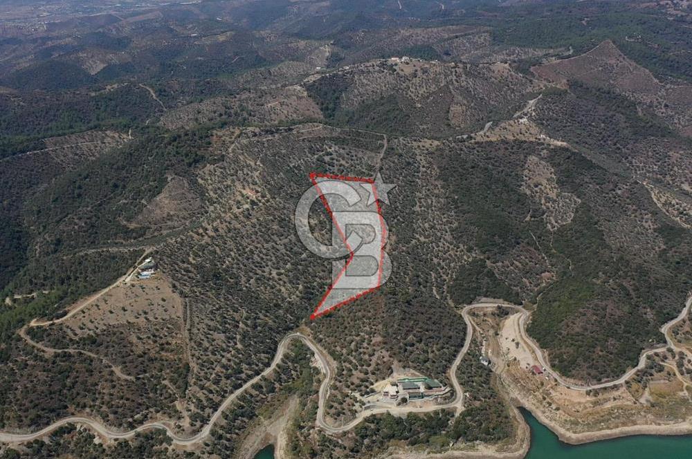 Seferihisar Beyler Köyü’nde 25.785 m² Zeytinlik – 1.500+ Ağaçlı, Baraj Manzaralı Yatırımlık Arazi!