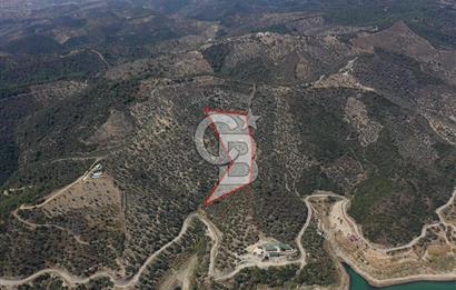 Seferihisar Beyler Köyü’nde 25.785 m² Zeytinlik – 1.500+ Ağaçlı, Baraj Manzaralı Yatırımlık Arazi!