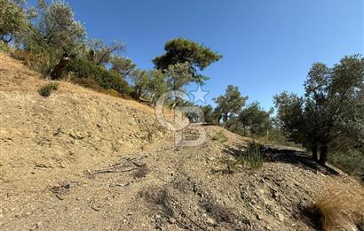 Seferihisar Beyler Köyü’nde 25.785 m² Zeytinlik – 1.500+ Ağaçlı, Baraj Manzaralı Yatırımlık Arazi!