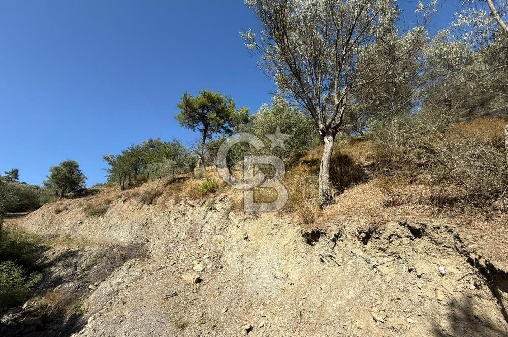 Seferihisar Beyler Köyü’nde 25.785 m² Zeytinlik – 1.500+ Ağaçlı, Baraj Manzaralı Yatırımlık Arazi!