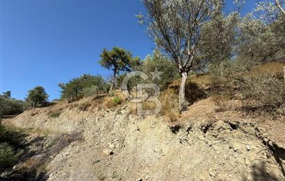 Seferihisar Beyler Köyü’nde 25.785 m² Zeytinlik – 1.500+ Ağaçlı, Baraj Manzaralı Yatırımlık Arazi!