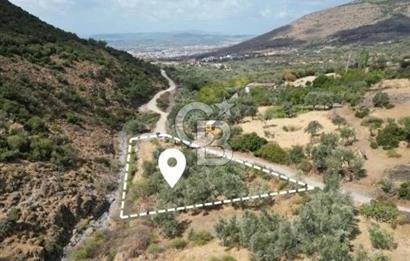 Hatundere'de Satılık Zeytinlik 