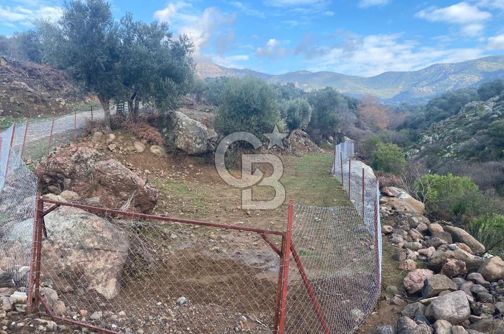 Hatundere'de Satılık Zeytinlik 