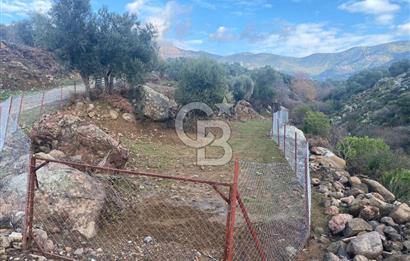 Hatundere'de Satılık Zeytinlik 