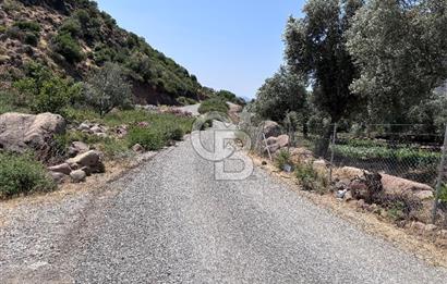 Hatundere'de Satılık Zeytinlik 