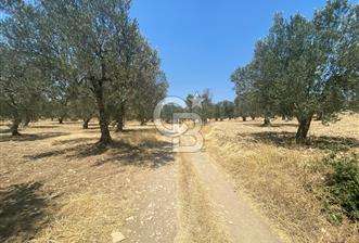 ALİAĞA ŞAKRAN'DA FIRSAT SATILIK TARLA