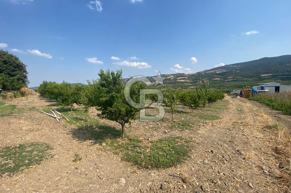 BURSA İZNİK KARATEKİN KÖYÜ'NDE MÜSTAKİL TEK TAPULU SATILIK TARLA