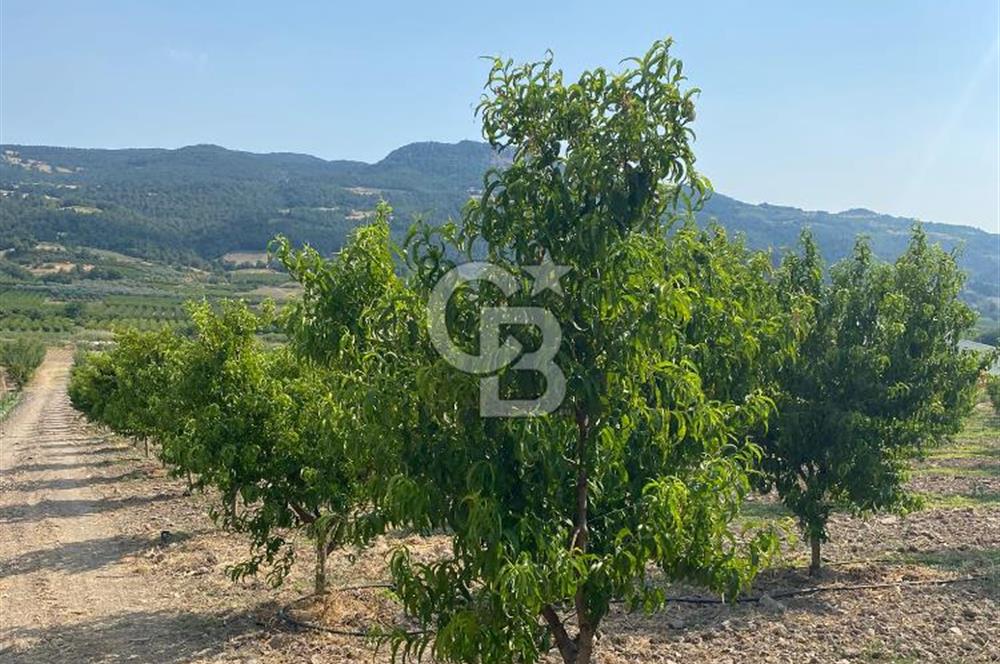 BURSA İZNİK KARATEKİN KÖYÜ'NDE MÜSTAKİL TEK TAPULU SATILIK TARLA