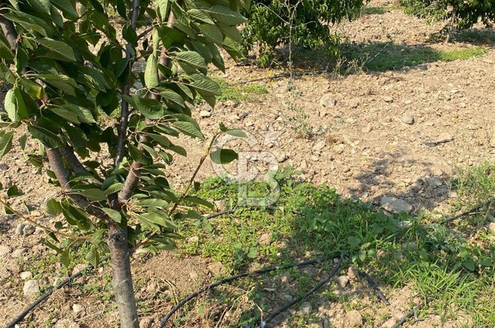 BURSA İZNİK KARATEKİN KÖYÜ'NDE MÜSTAKİL TEK TAPULU SATILIK TARLA