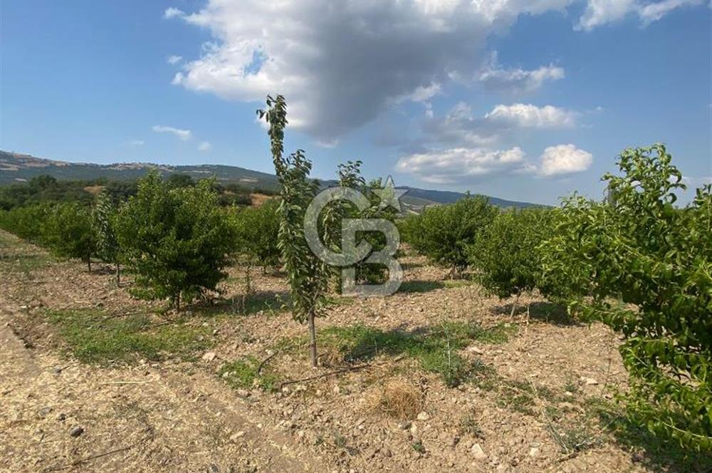 BURSA İZNİK KARATEKİN KÖYÜ'NDE MÜSTAKİL TEK TAPULU SATILIK TARLA