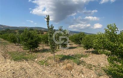 BURSA İZNİK KARATEKİN KÖYÜ'NDE MÜSTAKİL TEK TAPULU SATILIK TARLA