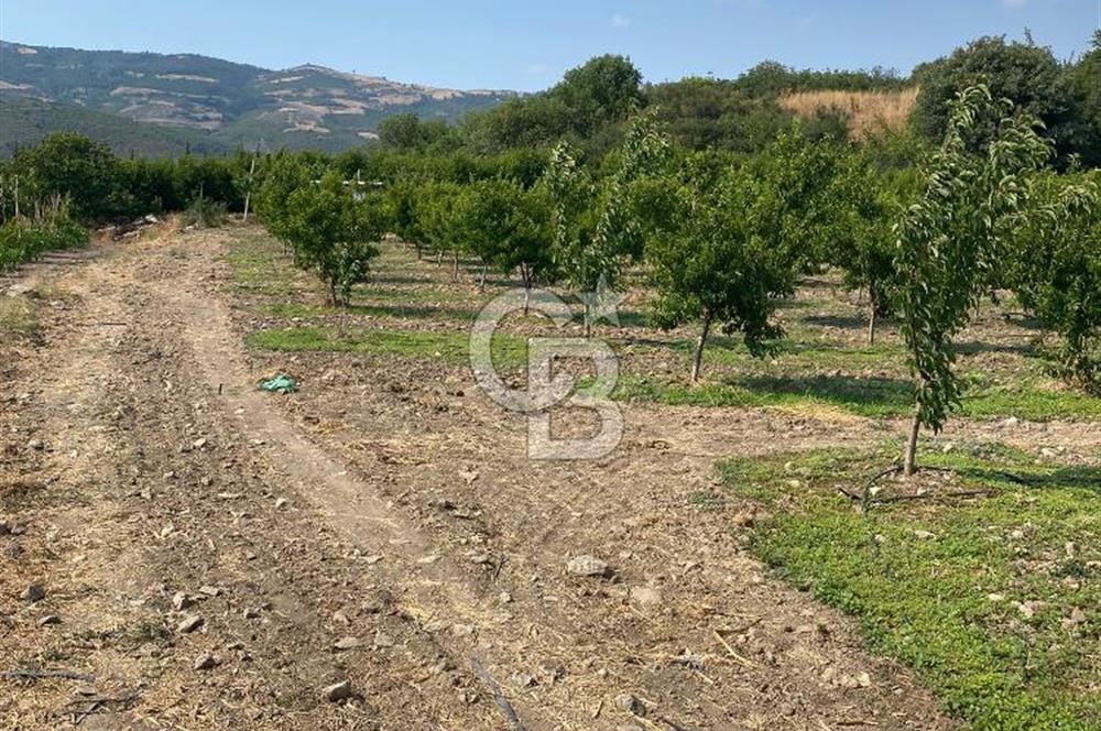 BURSA İZNİK KARATEKİN KÖYÜ'NDE MÜSTAKİL TEK TAPULU SATILIK TARLA
