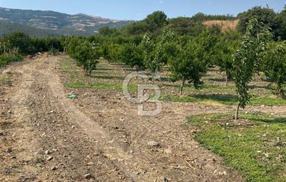 BURSA İZNİK KARATEKİN KÖYÜ'NDE MÜSTAKİL TEK TAPULU SATILIK TARLA