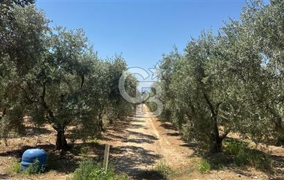 163 Dönüm, 7 Bin Zeytin Ağaçlı, Deposu ve Evi Olan Tarla