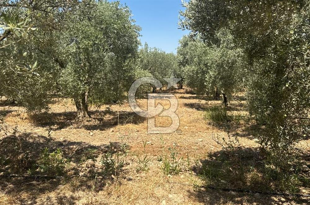 163 Dönüm, 7 Bin Zeytin Ağaçlı, Deposu ve Evi Olan Tarla