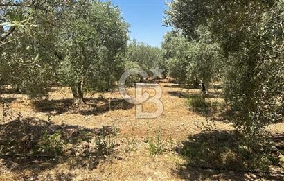 163 Dönüm, 7 Bin Zeytin Ağaçlı, Deposu ve Evi Olan Tarla