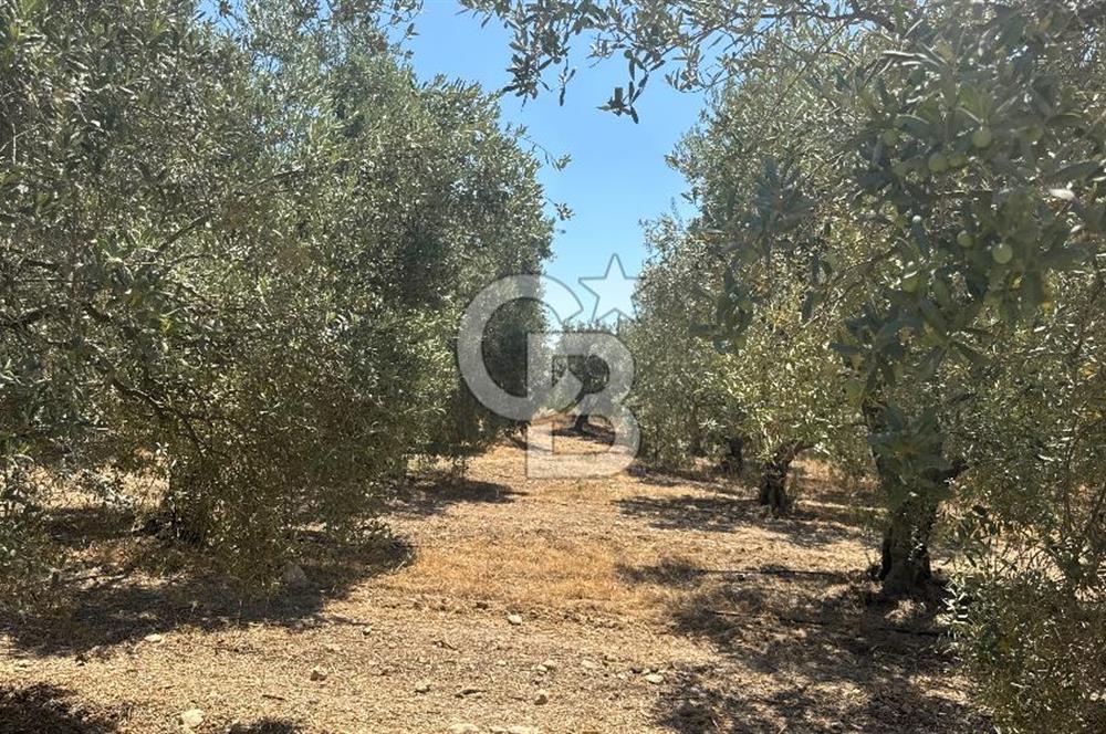 163 Dönüm, 7 Bin Zeytin Ağaçlı, Deposu ve Evi Olan Tarla