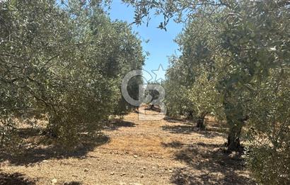 163 Dönüm, 7 Bin Zeytin Ağaçlı, Deposu ve Evi Olan Tarla