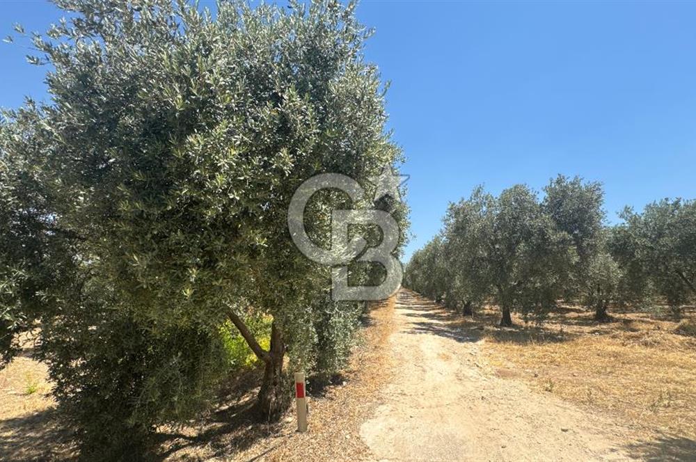 163 Dönüm, 7 Bin Zeytin Ağaçlı, Deposu ve Evi Olan Tarla