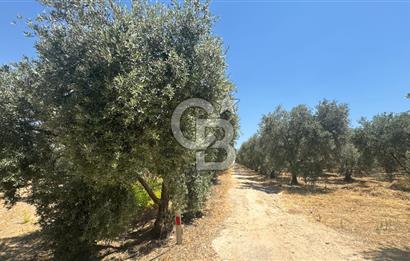 163 Dönüm, 7 Bin Zeytin Ağaçlı, Deposu ve Evi Olan Tarla