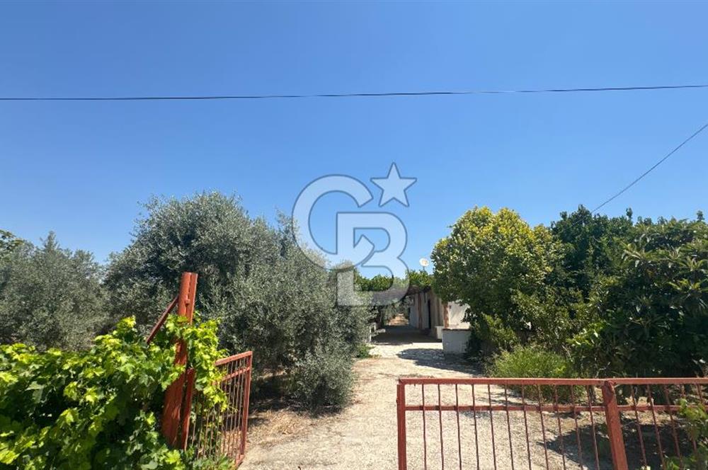 163 Dönüm, 7 Bin Zeytin Ağaçlı, Deposu ve Evi Olan Tarla