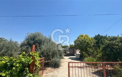 163 Dönüm, 7 Bin Zeytin Ağaçlı, Deposu ve Evi Olan Tarla