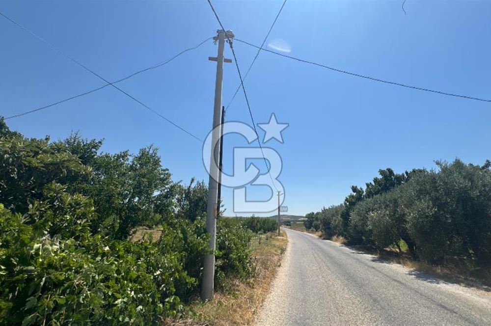 163 Dönüm, 7 Bin Zeytin Ağaçlı, Deposu ve Evi Olan Tarla