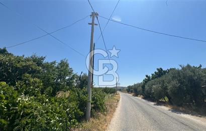 163 Dönüm, 7 Bin Zeytin Ağaçlı, Deposu ve Evi Olan Tarla