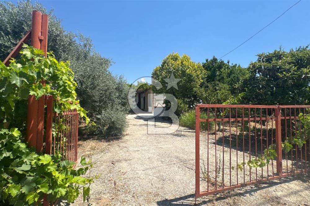 163 Dönüm, 7 Bin Zeytin Ağaçlı, Deposu ve Evi Olan Tarla