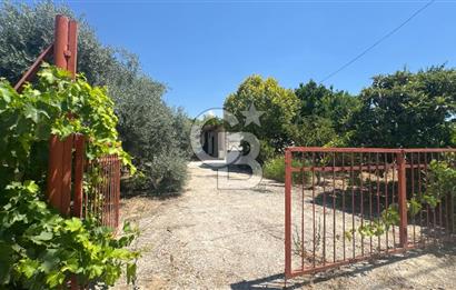 163 Dönüm, 7 Bin Zeytin Ağaçlı, Deposu ve Evi Olan Tarla