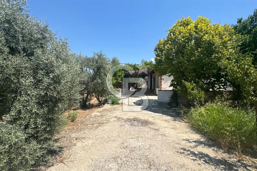 163 Dönüm, 7 Bin Zeytin Ağaçlı, Deposu ve Evi Olan Tarla