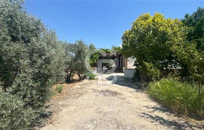 163 Dönüm, 7 Bin Zeytin Ağaçlı, Deposu ve Evi Olan Tarla