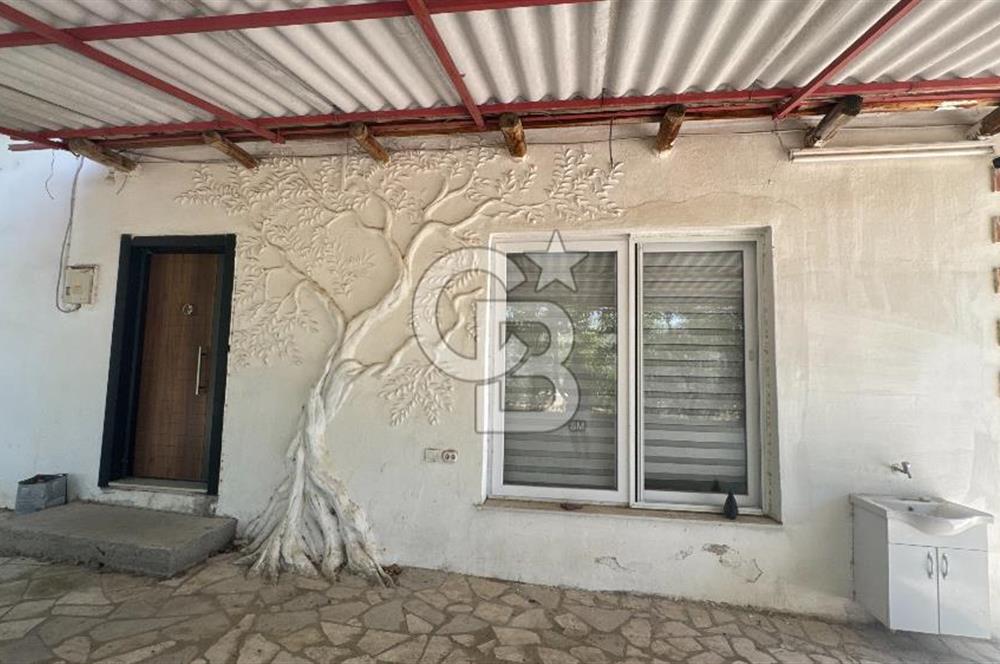 163 Dönüm, 7 Bin Zeytin Ağaçlı, Deposu ve Evi Olan Tarla