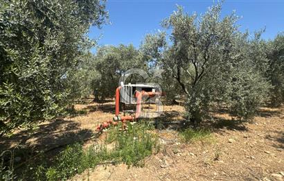 163 Dönüm, 7 Bin Zeytin Ağaçlı, Deposu ve Evi Olan Tarla