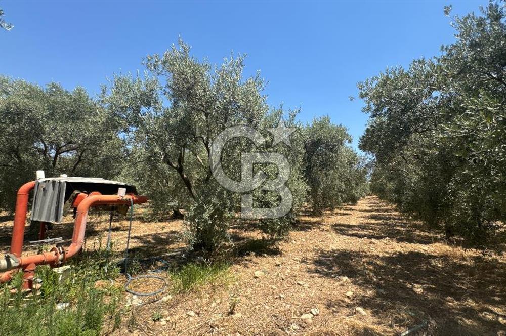 163 Dönüm, 7 Bin Zeytin Ağaçlı, Deposu ve Evi Olan Tarla