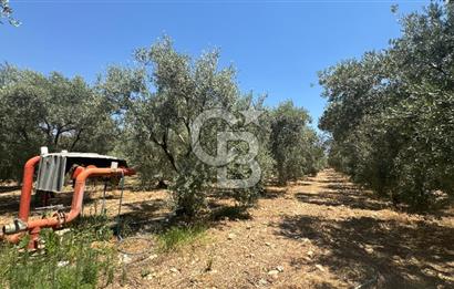 163 Dönüm, 7 Bin Zeytin Ağaçlı, Deposu ve Evi Olan Tarla