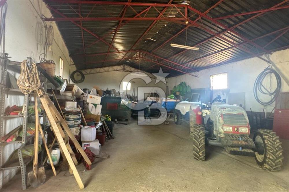 163 Dönüm, 7 Bin Zeytin Ağaçlı, Deposu ve Evi Olan Tarla