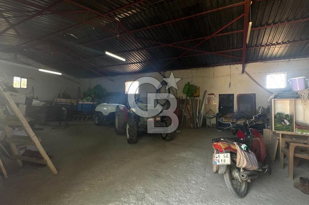 163 Dönüm, 7 Bin Zeytin Ağaçlı, Deposu ve Evi Olan Tarla