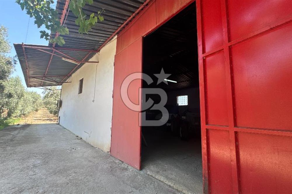 163 Dönüm, 7 Bin Zeytin Ağaçlı, Deposu ve Evi Olan Tarla