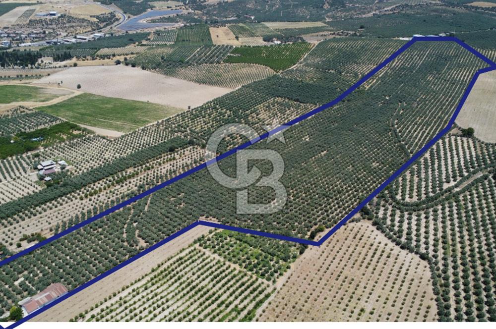 163 Dönüm, 7 Bin Zeytin Ağaçlı, Deposu ve Evi Olan Tarla