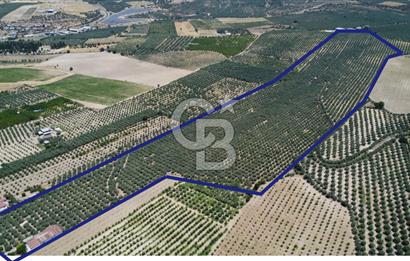 163 Dönüm, 7 Bin Zeytin Ağaçlı, Deposu ve Evi Olan Tarla