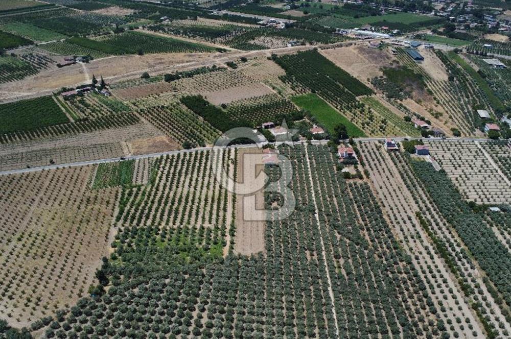163 Dönüm, 7 Bin Zeytin Ağaçlı, Deposu ve Evi Olan Tarla