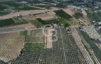 163 Dönüm, 7 Bin Zeytin Ağaçlı, Deposu ve Evi Olan Tarla