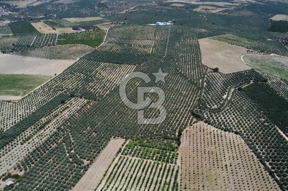 163 Dönüm, 7 Bin Zeytin Ağaçlı, Deposu ve Evi Olan Tarla