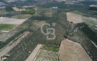 163 Dönüm, 7 Bin Zeytin Ağaçlı, Deposu ve Evi Olan Tarla