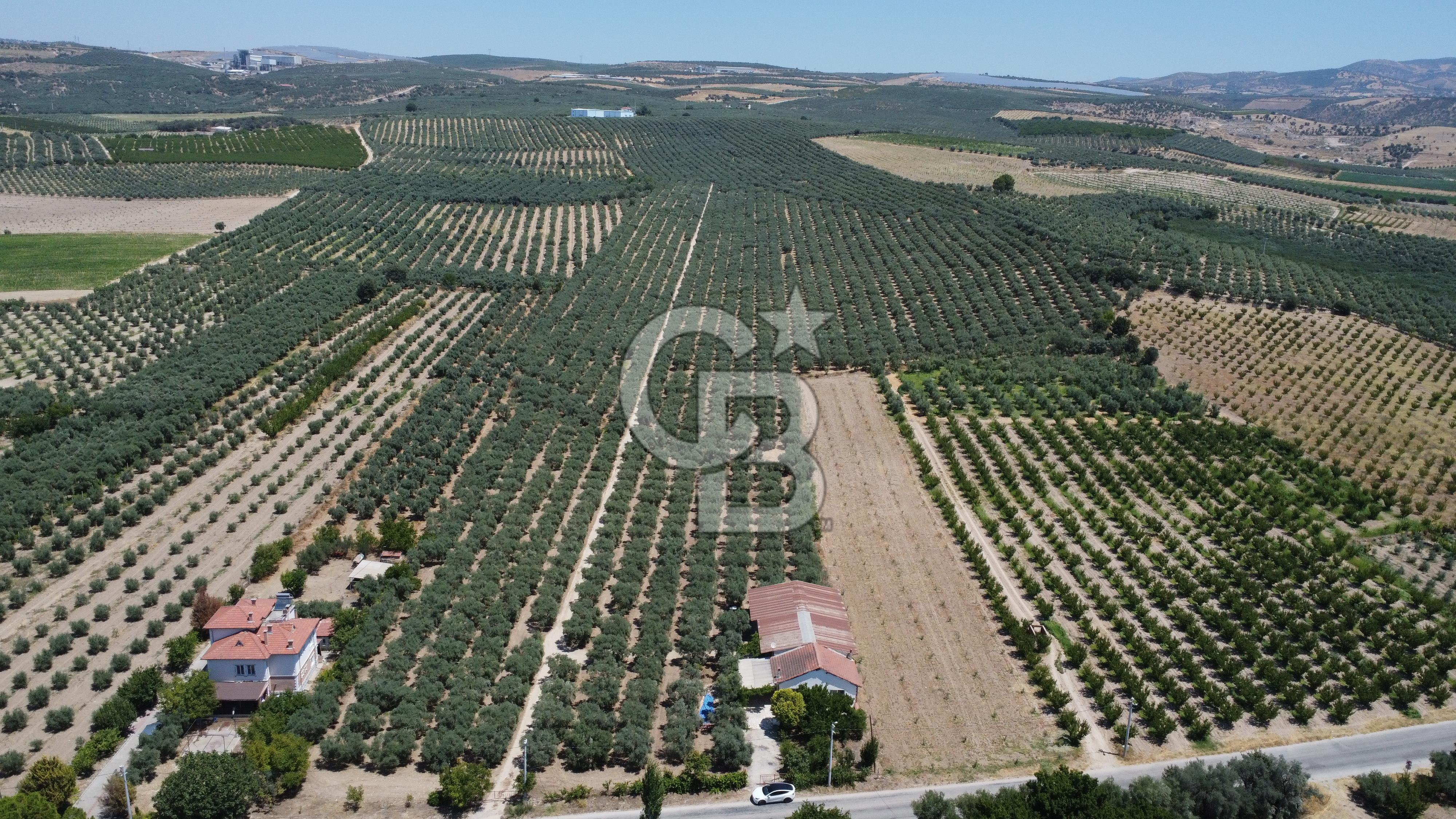 163 Dönüm, 7 Bin Zeytin Ağaçlı, Deposu ve Evi Olan Tarla