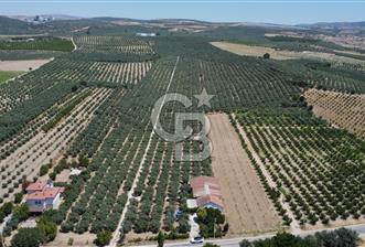163 Dönüm, 7 Bin Zeytin Ağaçlı, Deposu ve Evi Olan Tarla