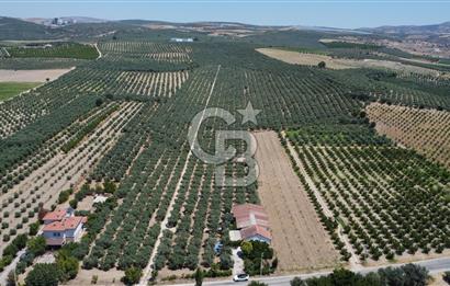 163 Dönüm, 7 Bin Zeytin Ağaçlı, Deposu ve Evi Olan Tarla