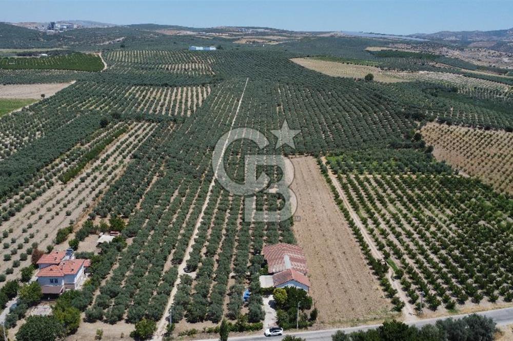 163 Dönüm, 7 Bin Zeytin Ağaçlı, Deposu ve Evi Olan Tarla