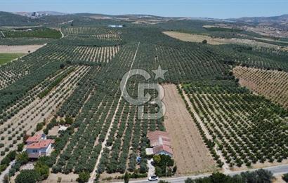 163 Dönüm, 7 Bin Zeytin Ağaçlı, Deposu ve Evi Olan Tarla